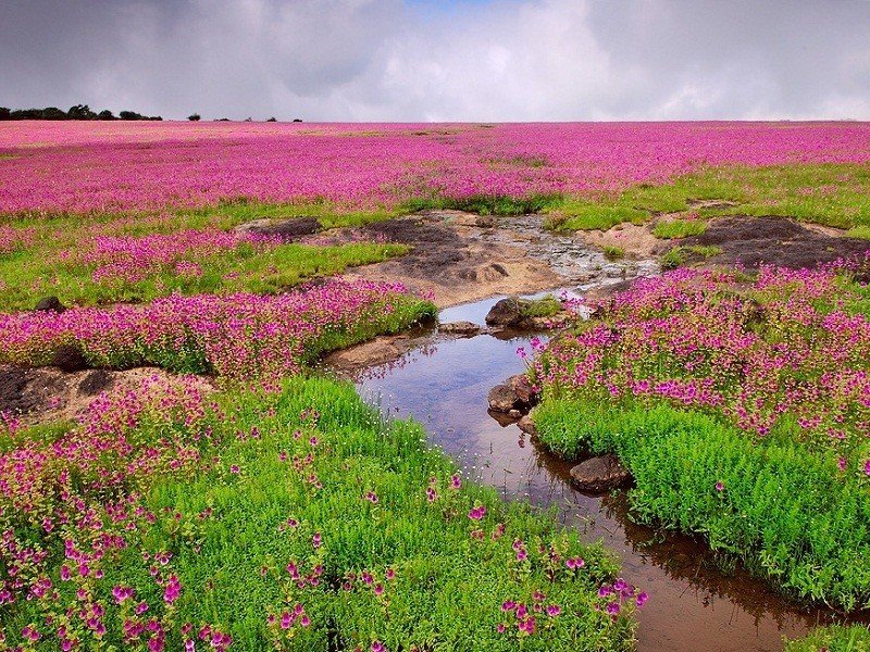 Kaas Plateau in Satara