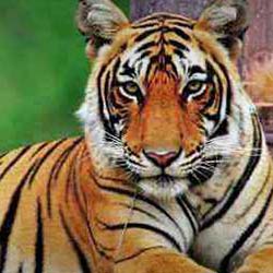 Kacheeda Valley in Ranthambore