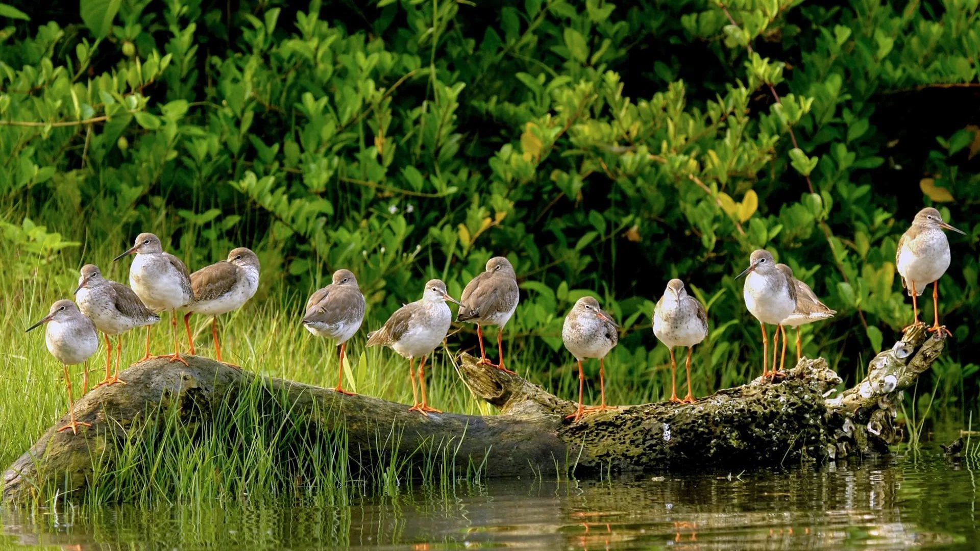 Kadalundi Bird Sanctuary in Calicut