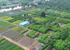 Kadiyapulanka in Rajahmundry