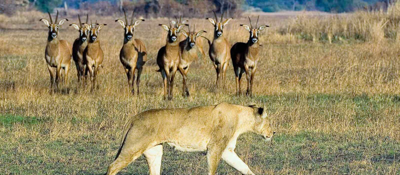 Kafue National Park