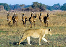 Kafue National Park in Lusaka