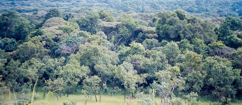 Kakamega Forest