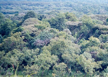 Kakamega Forest in Kitale