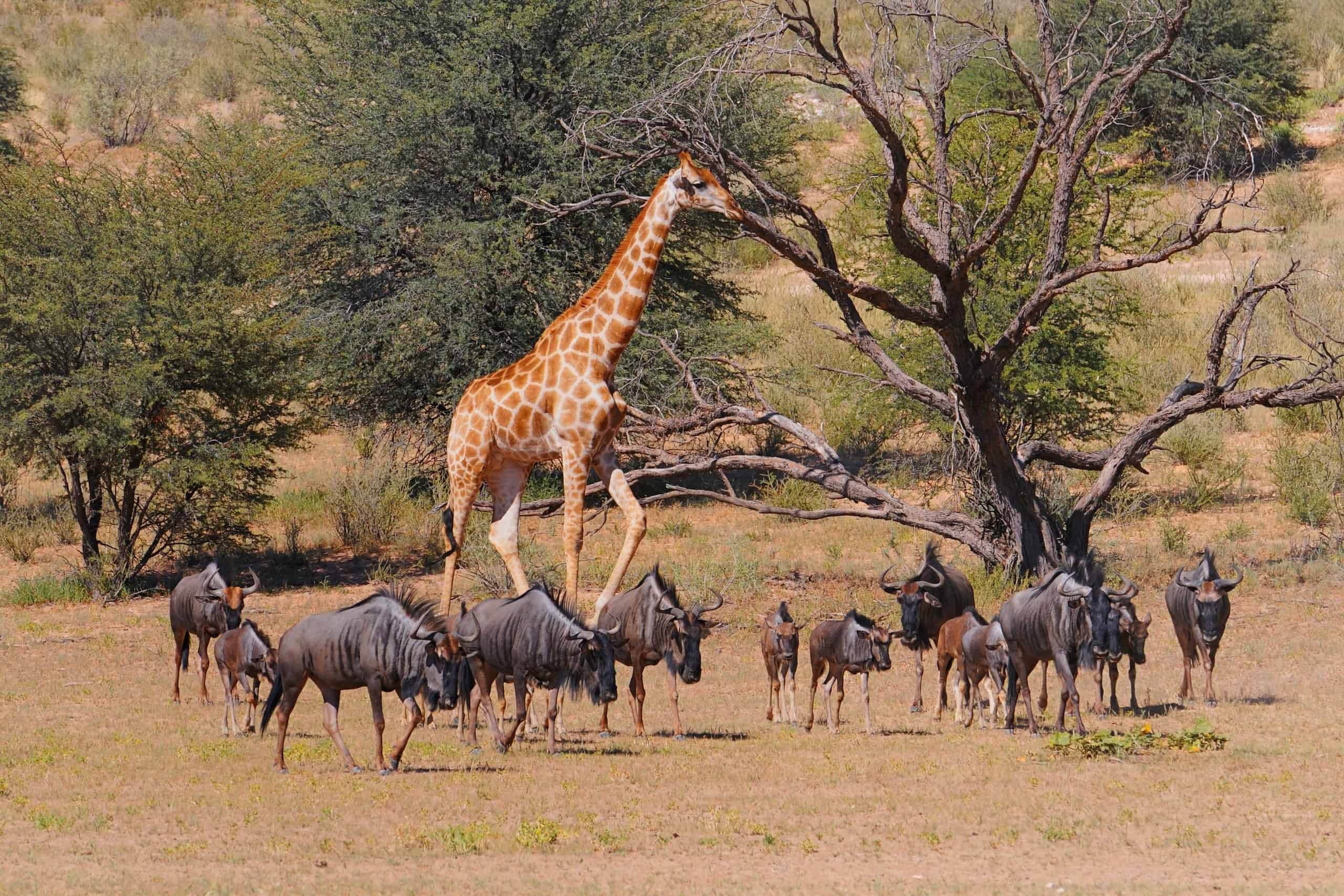 Kalahari Gemsbok National Park in Kalahari