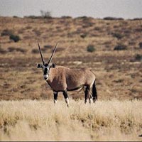 Kalahari Gemsbok National Park in Kalahari