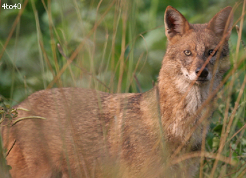 Kalatop Khajjiar Sanctuary