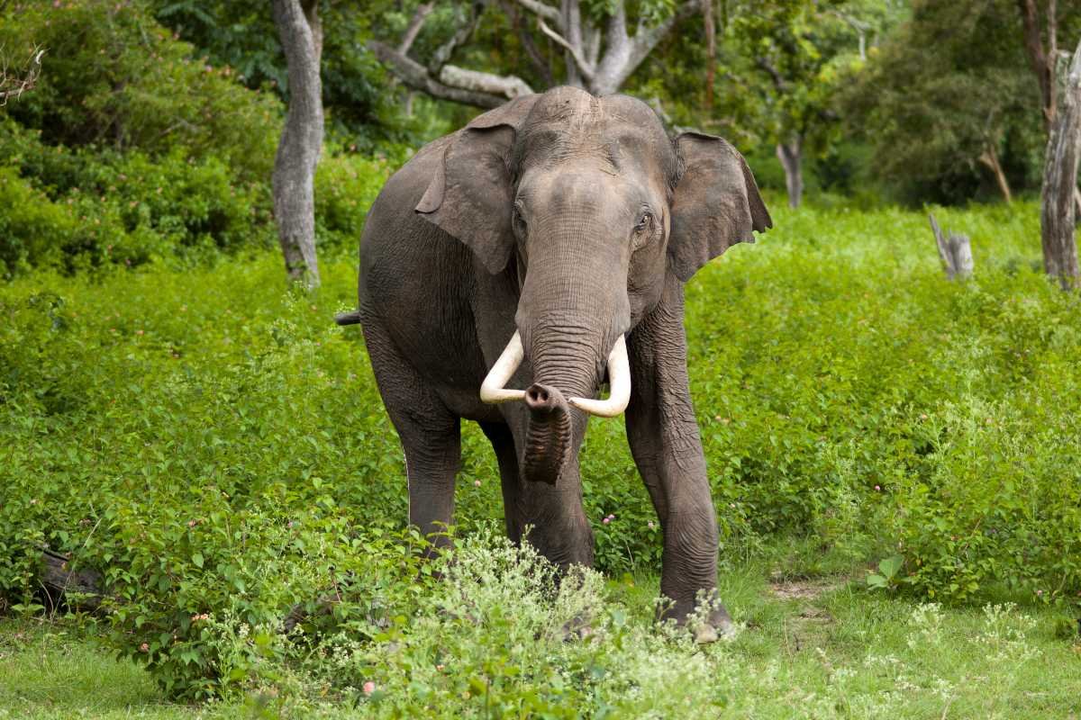 Kalesar National Park & Wildlife Sanctuary in Yamuna Nagar