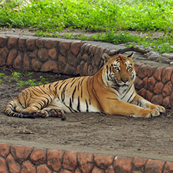 Kamla Nehru Prani Sangrahlay in Indore