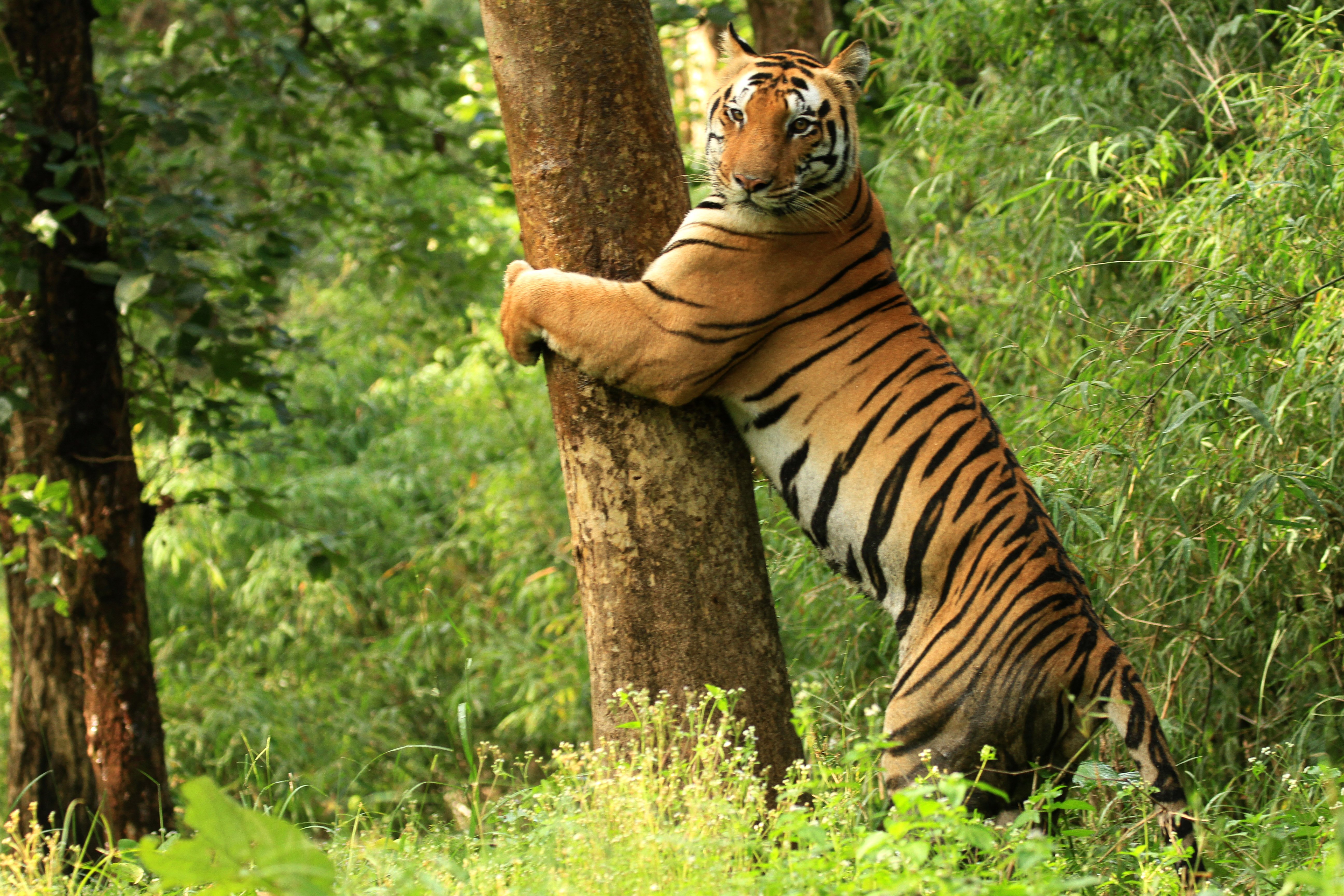 Kanha Tiger Reserve in Kanha