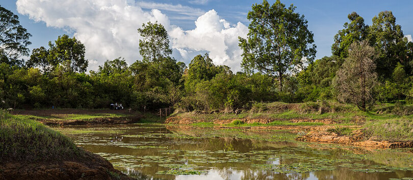 Karura Forest