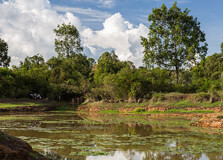 Karura Forest in Nairobi