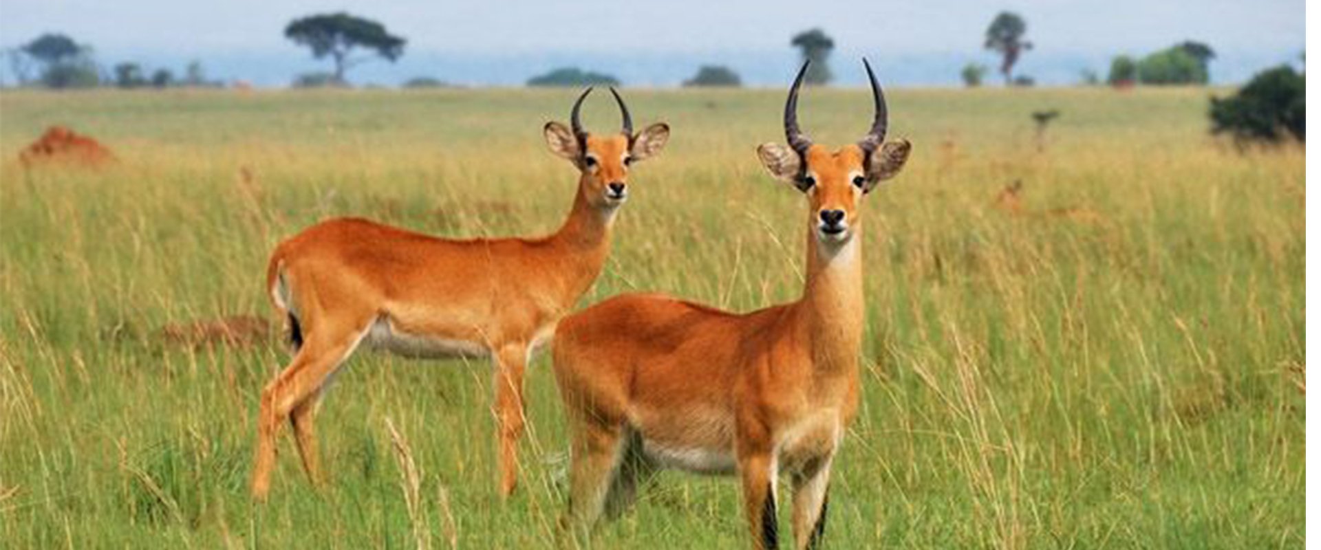 Kasungu National Park in Kasungu