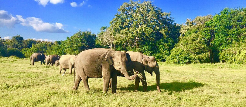 Kaudulla National Park