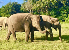 Kaudulla National Park in Sigiriya