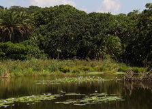 Kenneth Stainbank Nature Reserve in Durban