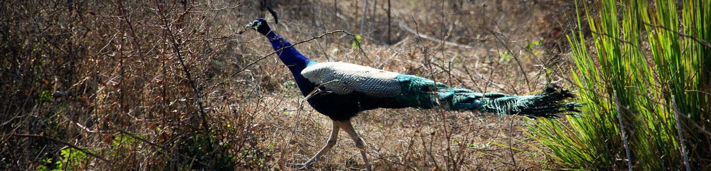 Keoladeo Ghana Bird Sanctuary