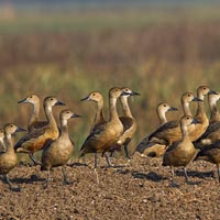 Keoladeo National Park