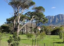 Keurboom Park in Landsdown