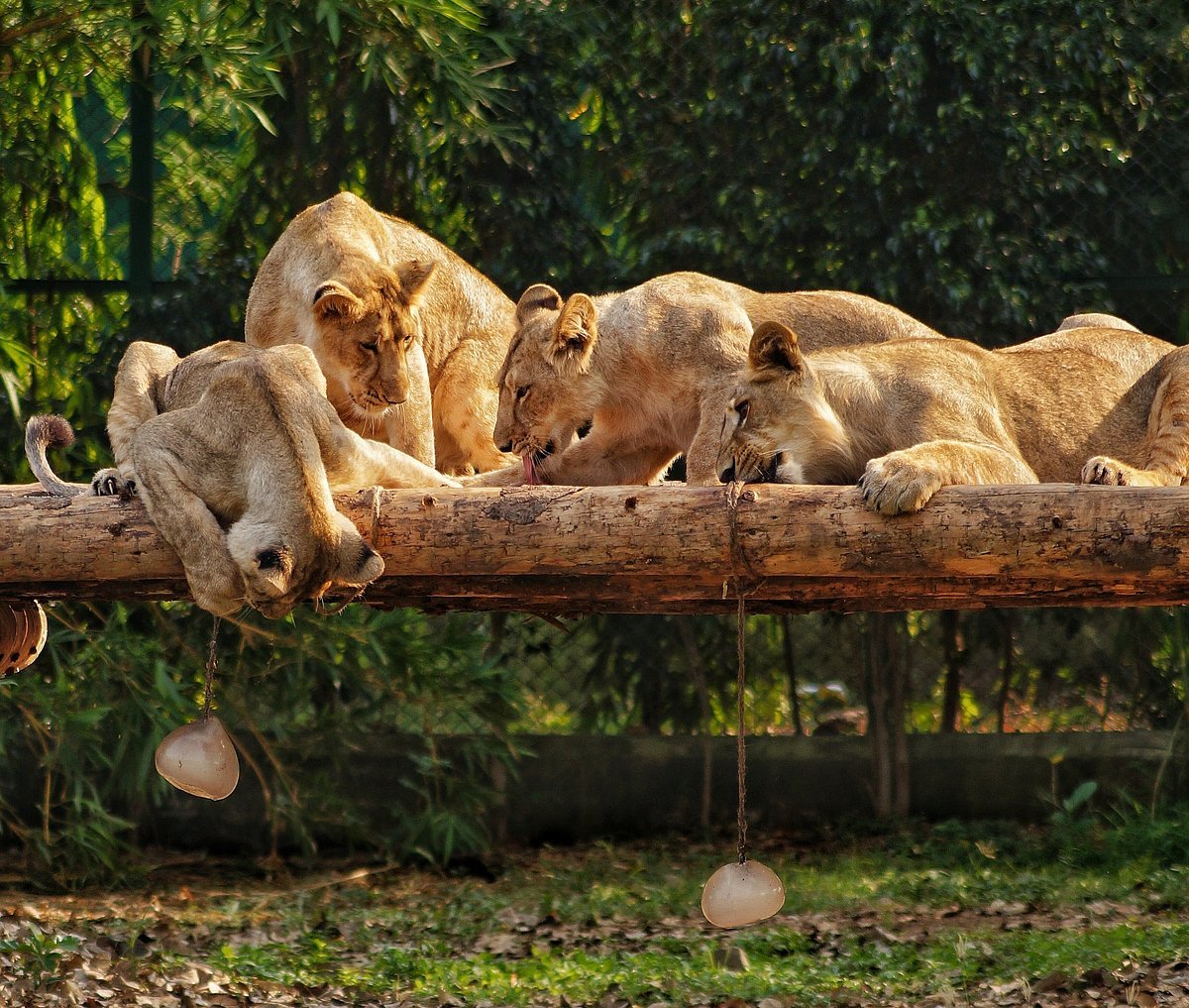 Kevadia Zoological Park in Narmada