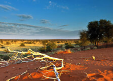 Kgalagadi Transfrontier Park in Upington