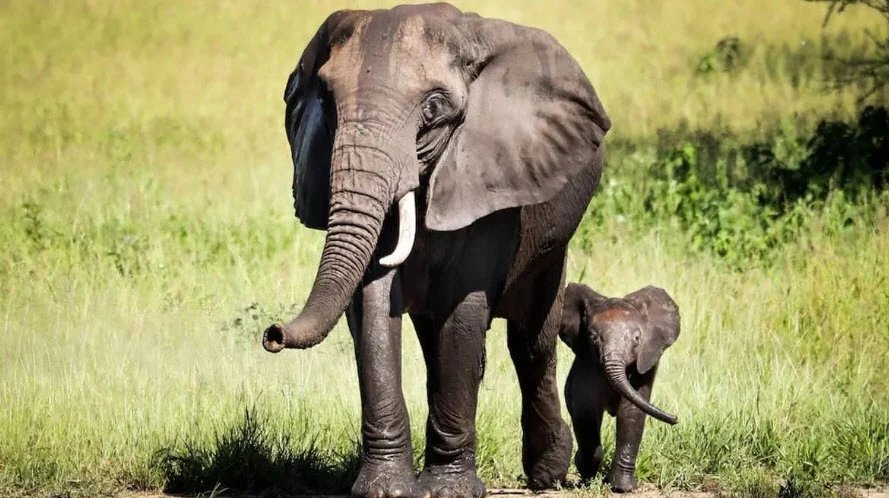 Khol Hi-Raitan Wildlife Sanctuary in Panchkula
