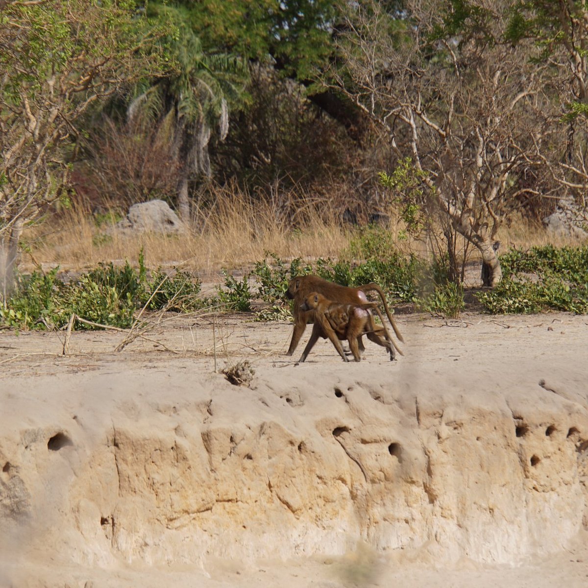 Kiang West National Park in Kiang West