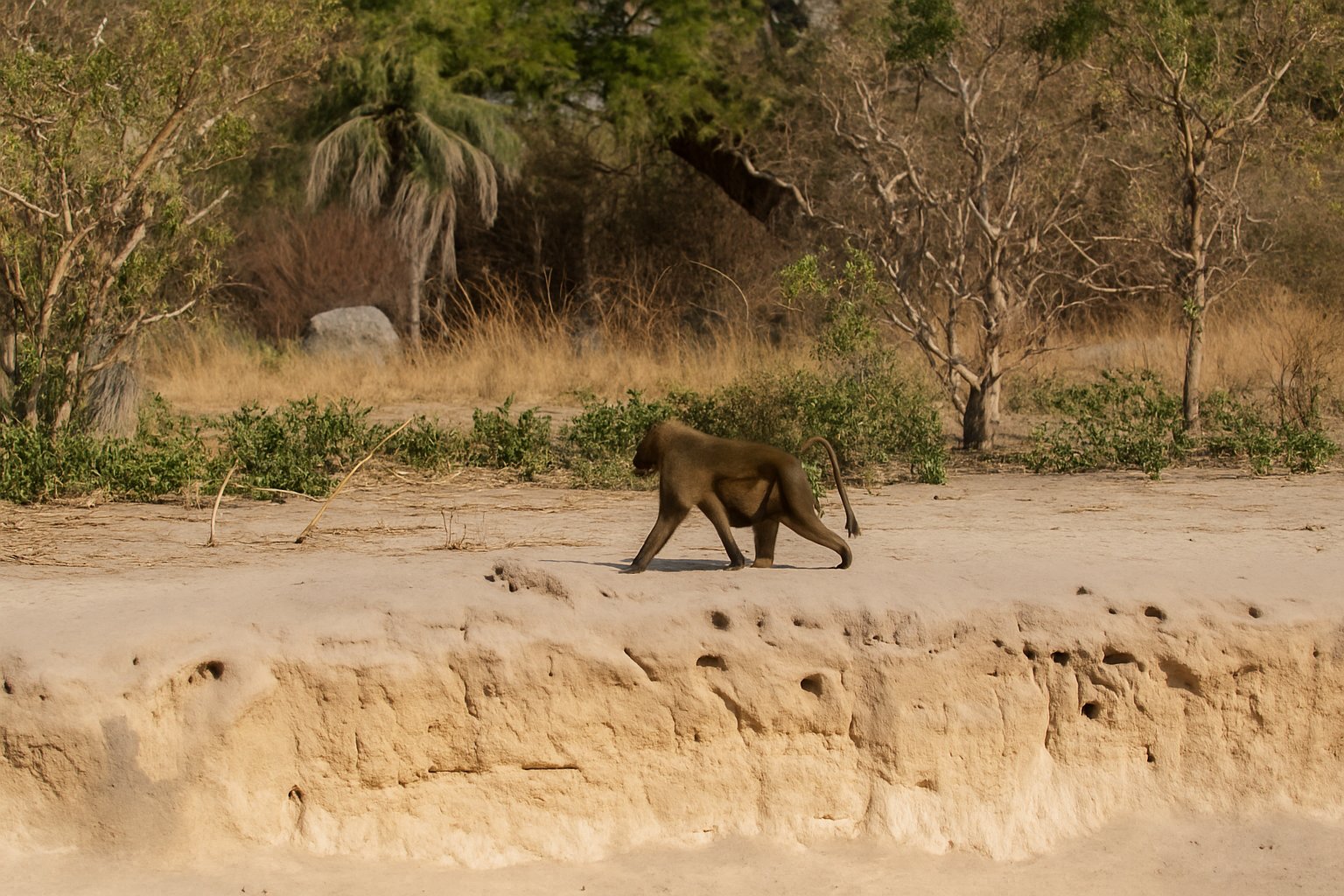 Kiang West National Park
