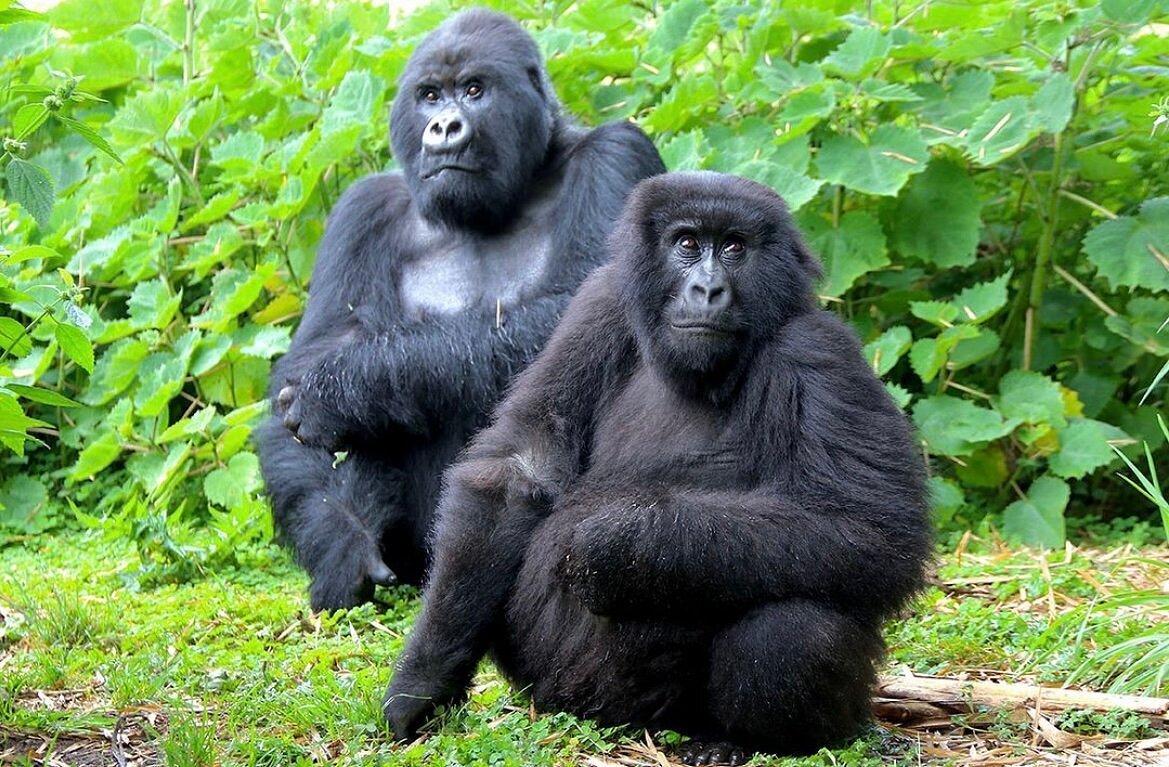 Fort Portal