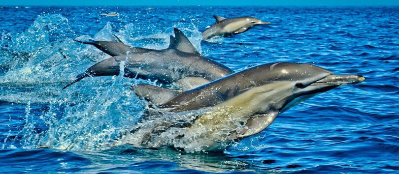 Kisite-Mpunguti Marine National Park
