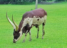 Kitale Nature Conservancy in Kitale