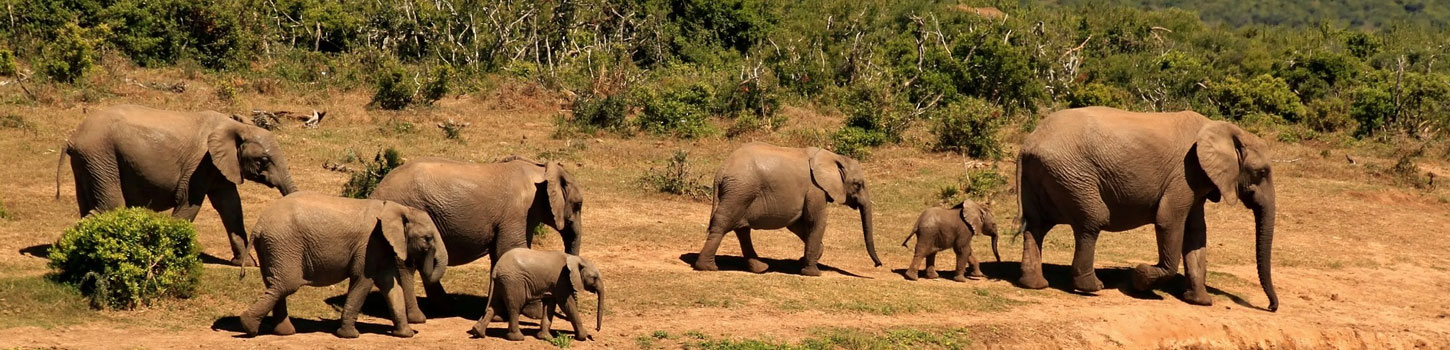 Kodanad Elephant Training Center