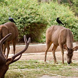 Kohima Zoo in Kohima