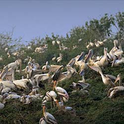 Kolleru Bird Sanctuary in Eluru