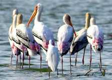 Kolleru Bird Sanctuary in Eluru