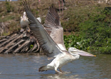 Kolleru Lake in Eluru