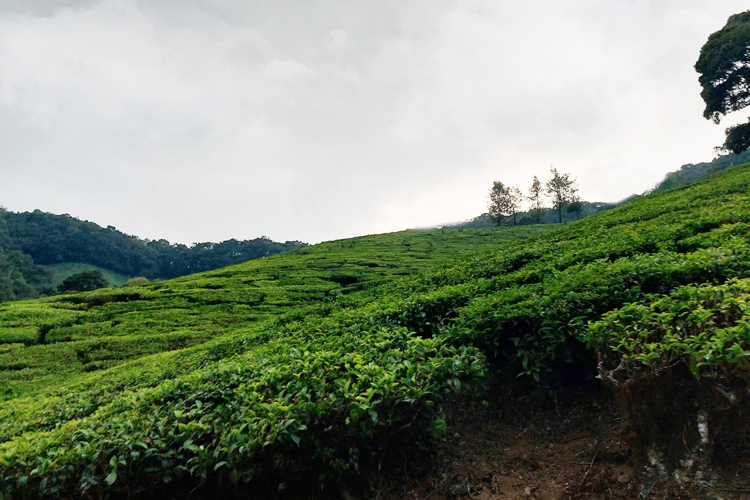 Kolukkumalai Tea Estate