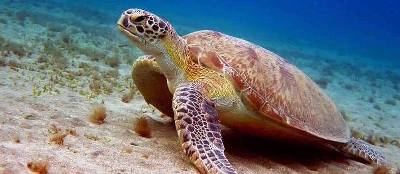 Kosgoda Turtle Sanctuary