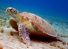 Kosgoda Turtle Sanctuary in Bentota