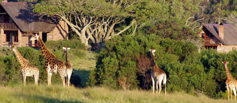 Kragga Kamma Game Park
