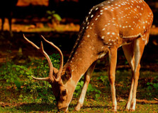 Krishna Sanctuary in Guntur