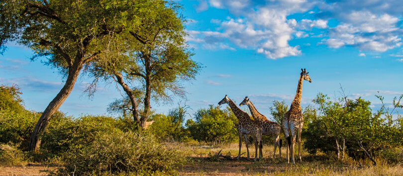 Kruger National Park