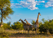 Kruger National Park in Limpopo