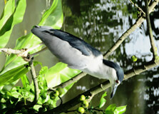 Kuala Gula Bird Sanctuary in Perak