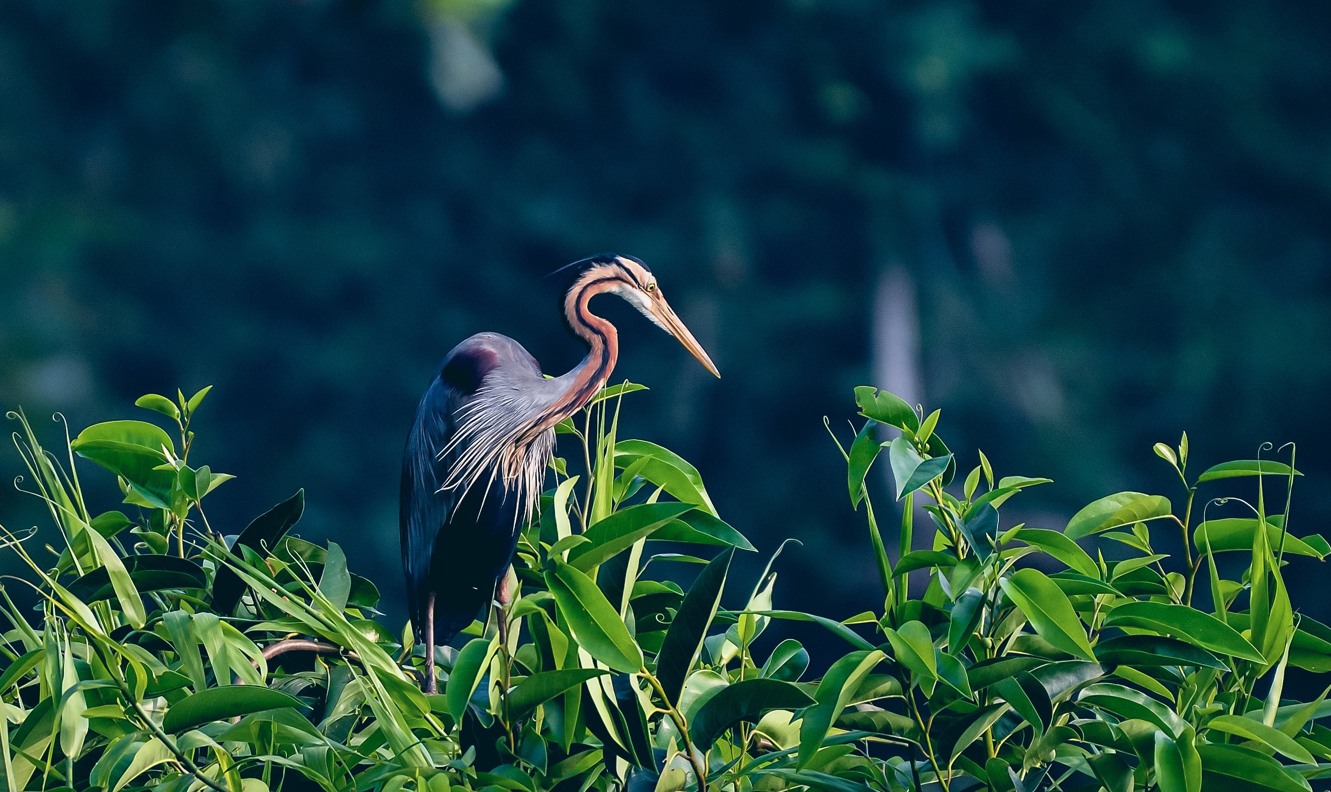 Kumarakom Bird Sanctuary in Kottayam