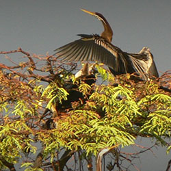 Kumarakom Bird Sanctuary in Kumarakom