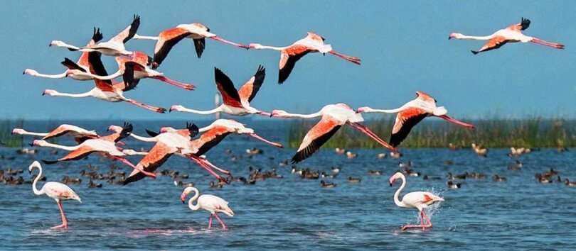 Kusheshwar Asthan Bird Sanctuary in Darbhanga
