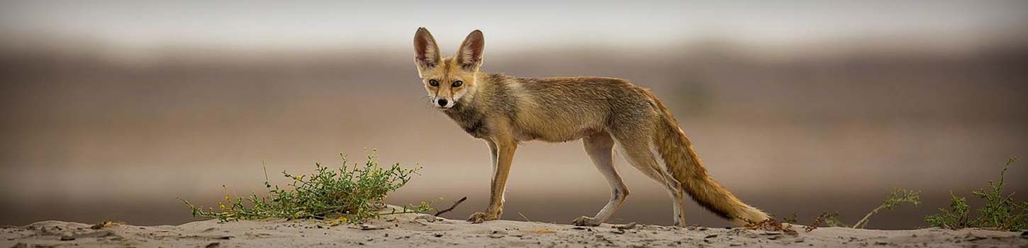 Kutch Desert Wild Life Sanctuary