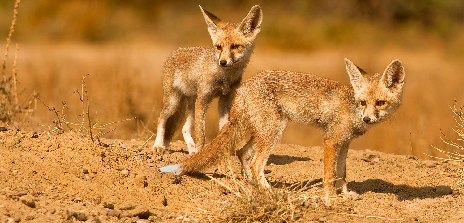 Kutch Desert Wildlife Sanctuary in Bhuj