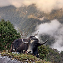 Kyongnosla Alpine Sanctuary in Gangtok